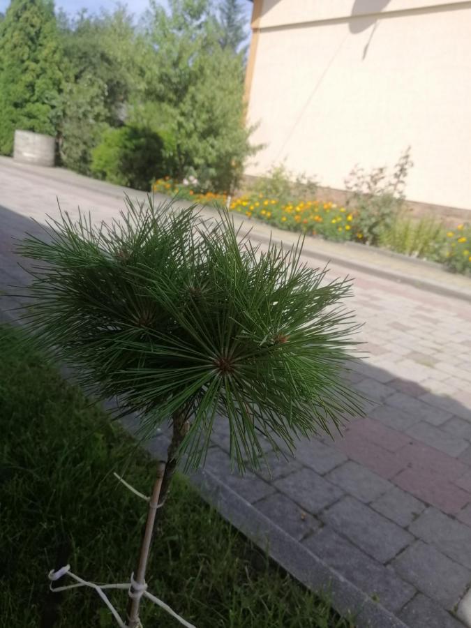 Ortus Novoselitsa (Ivano-Frankivsk)